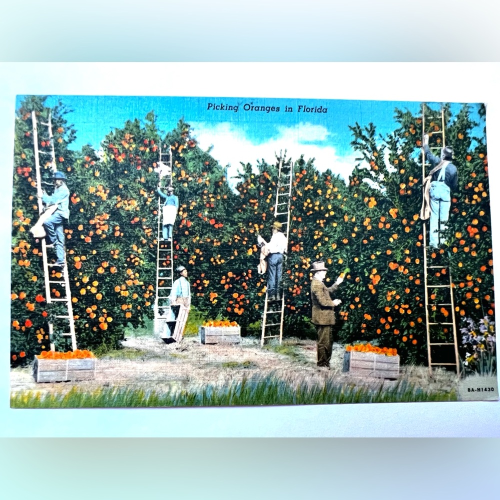 Orange Picking Florida Vintage Linen Postcard Unposted